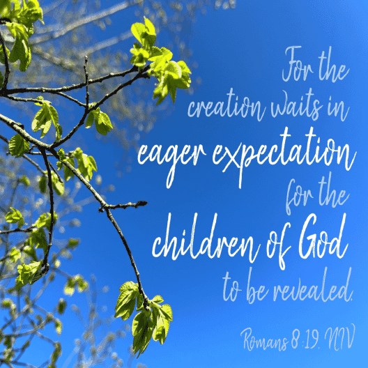 To the left are the branches of a tree that's growing spring leaves. We see a bright blue sky behind it, and at right are the words of Romans 8:19—"For the creation waits in eager expectation for the children of God to be revealed."